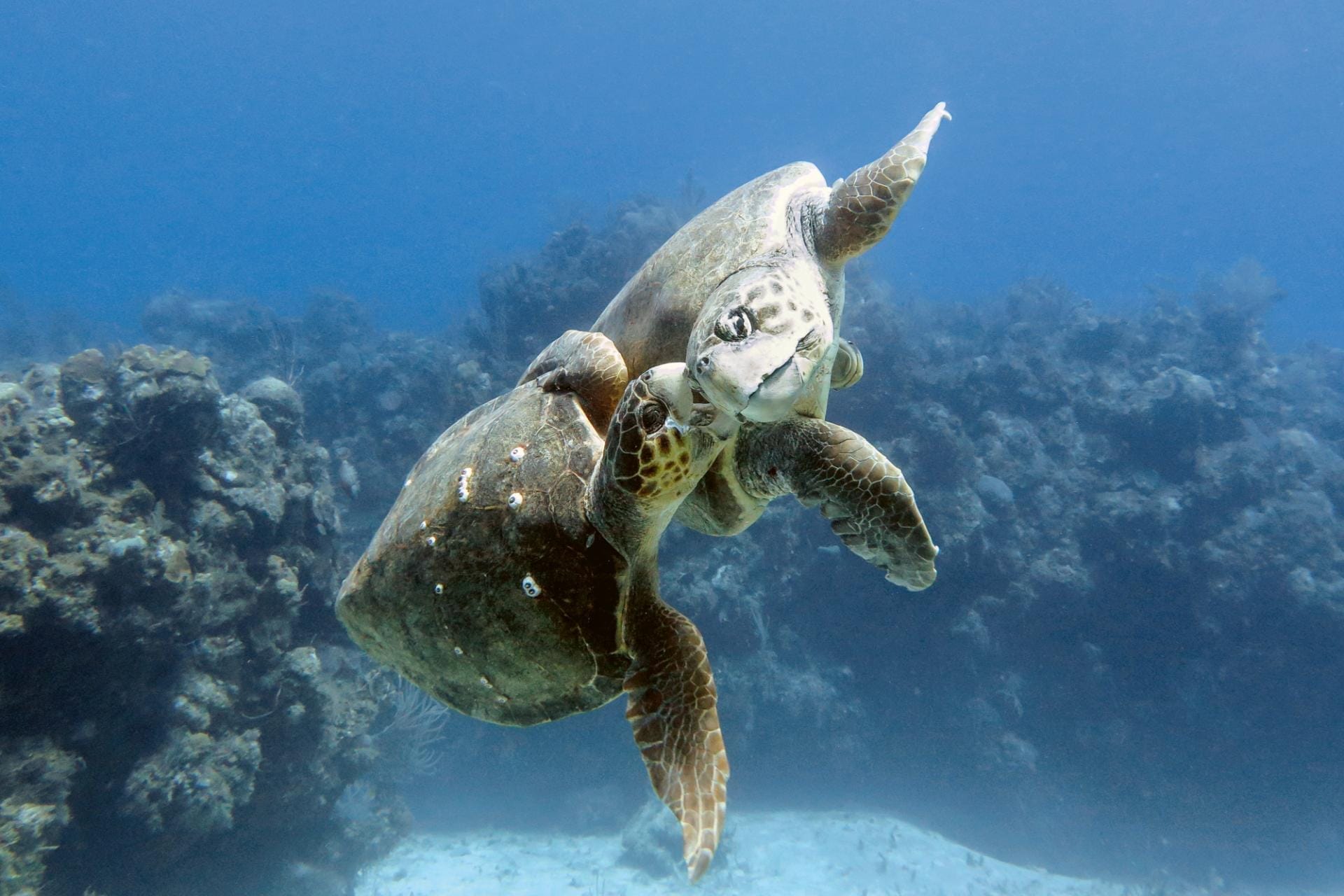 Loggerhead love-bite — two loggerhead turtles, presumably a mating couple, uniting.
Danger Reef, The Exumas, April 2014
© Hussain Aga Khan / Focused on Nature