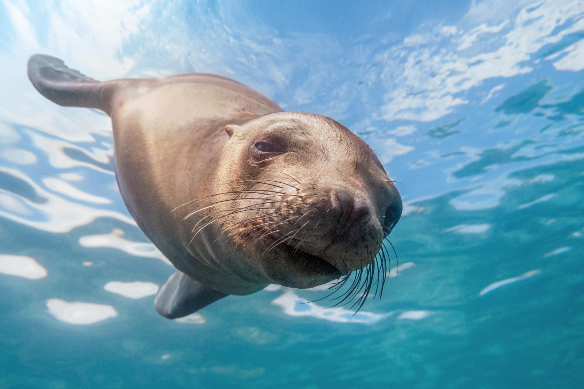 “Docile descent”
A sea lion pup investigates…
Los Islotes (near La Paz), Mexico, April 2014
© Hussain Aga Khan / Focused on Nature