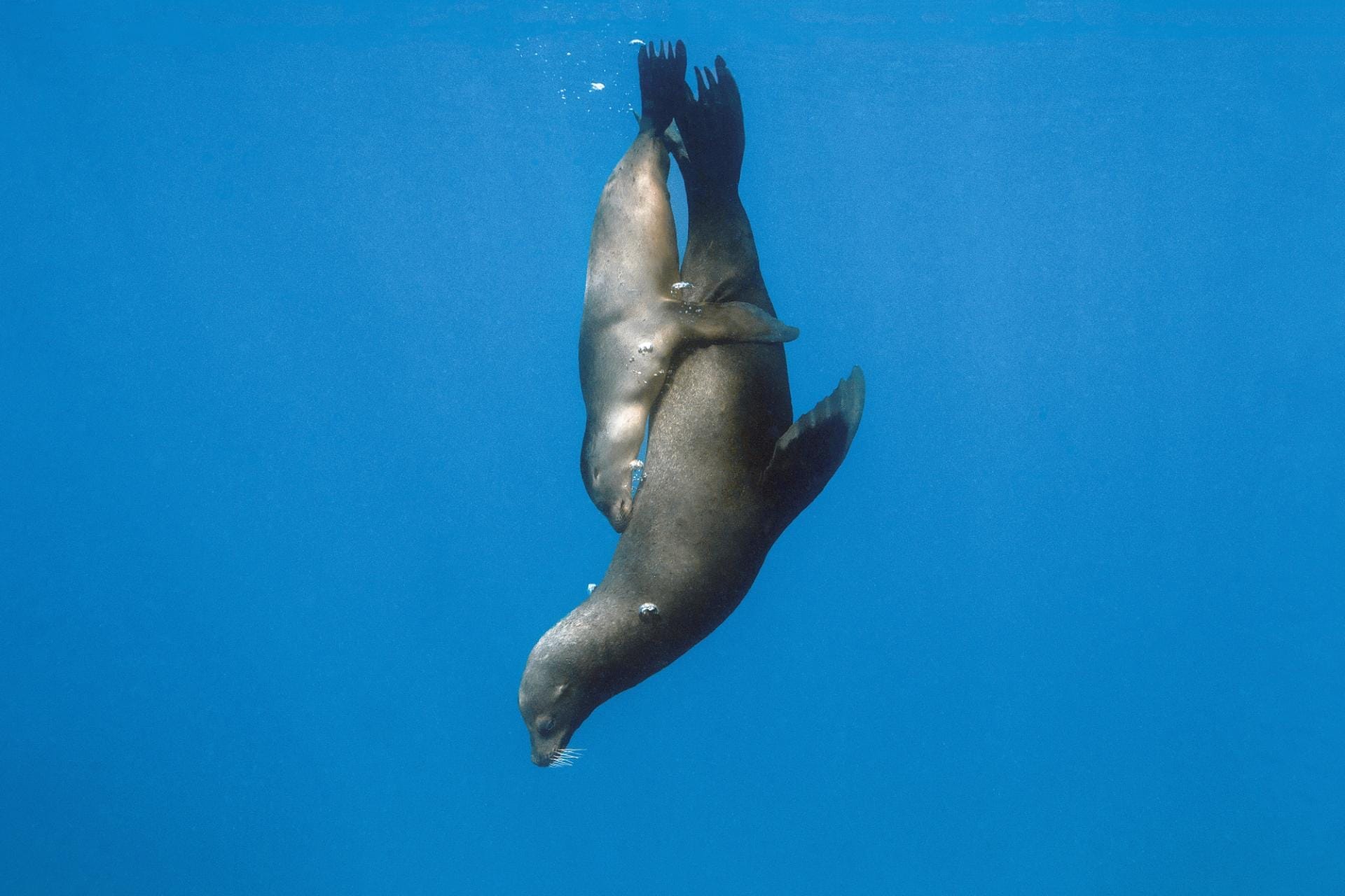 “Moving Mummy Hug”
La Paz, Mexico, 2018
© Hussain Aga Khan / Focused on Nature