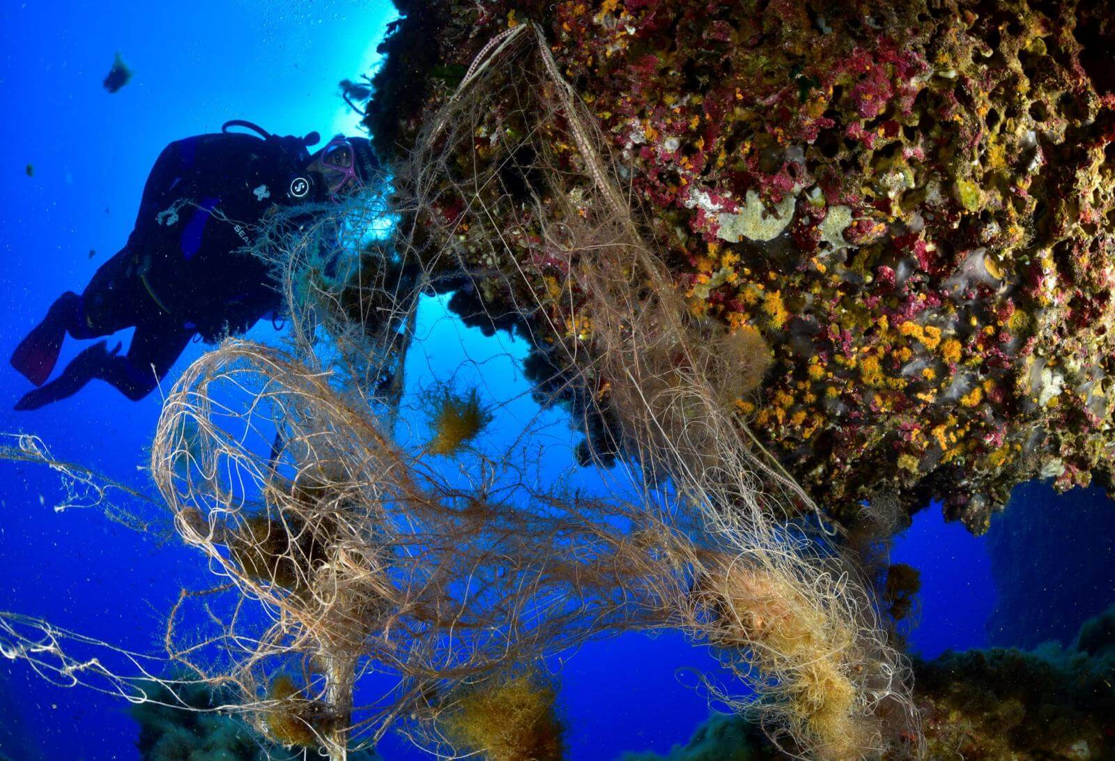 divisione-sub-marevivo (1)