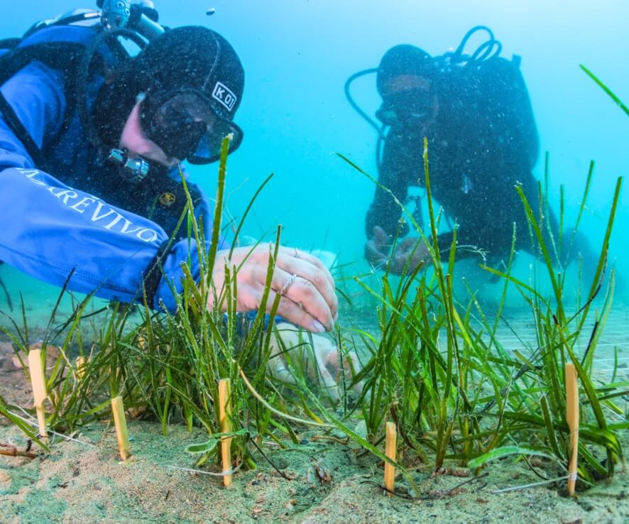 posidonia_Marevivo
